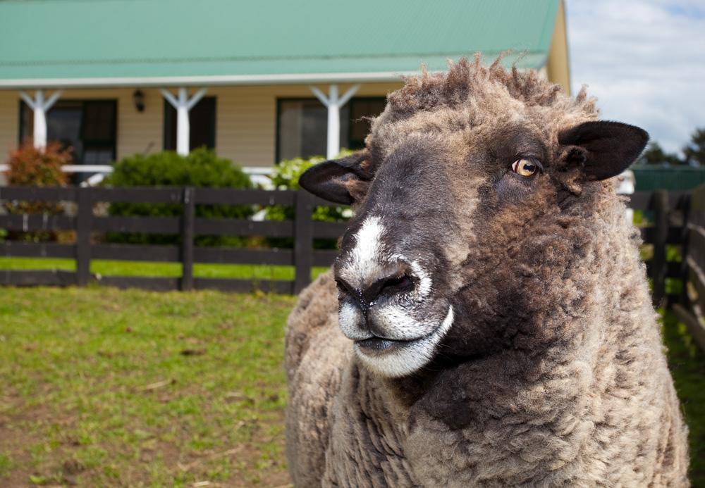 Kerry Lane Motel Hawera Eksteriør billede